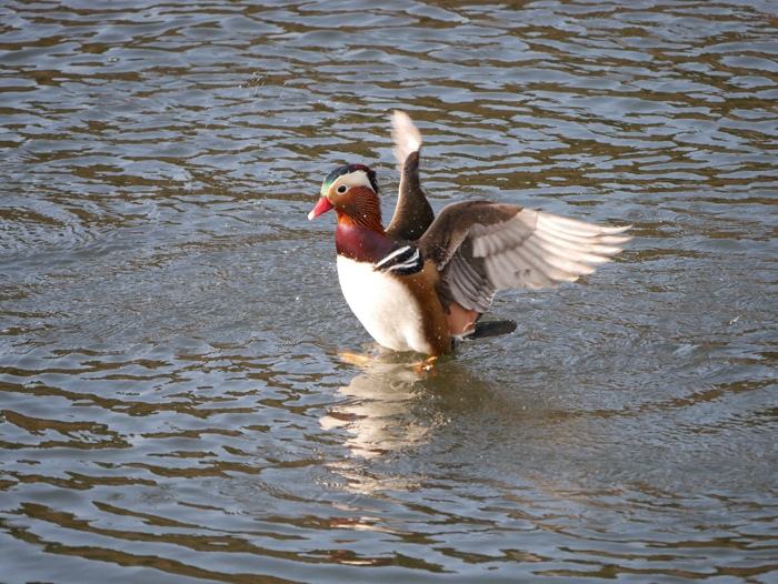 新しい年も鳥撮り・・・_a0161998_2240283.jpg