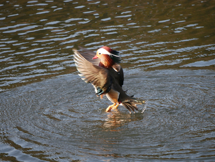 新しい年も鳥撮り・・・_a0161998_22404194.jpg