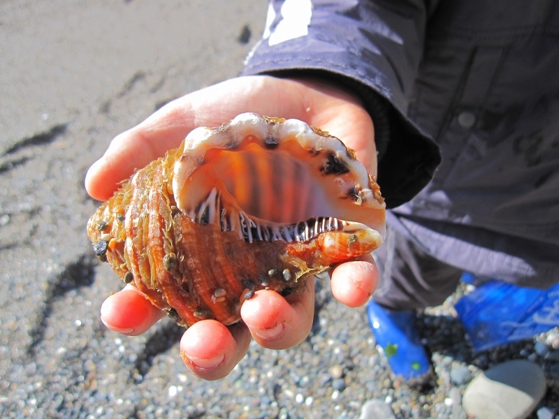 タカラガイに魅せられて【2016年7～12月まとめ】_c0204298_23124711.jpg