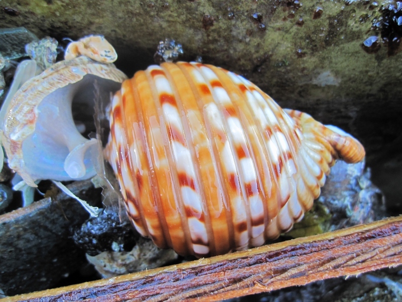 タカラガイに魅せられて【2016年7～12月まとめ】_c0204298_23211548.jpg