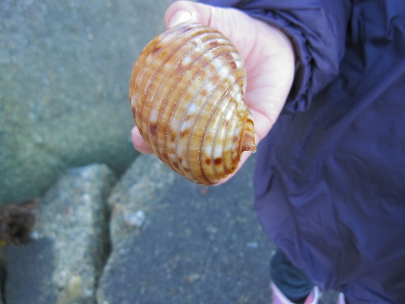 タカラガイに魅せられて【2016年7～12月まとめ】_c0204298_23222132.jpg