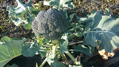 c0163102_20374406.jpg