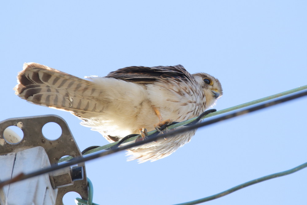 今日の鳥見（2017年1月6日）_f0235311_19095010.jpg