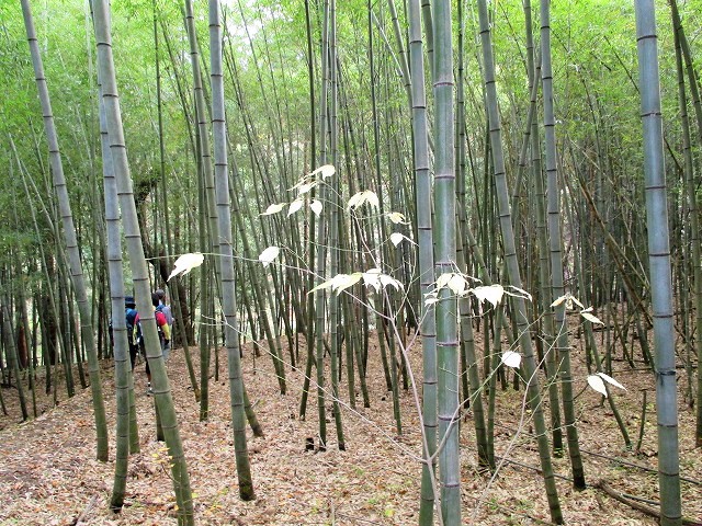 青木村　子檀嶺岳は信州の小さな展望台　　　　　Komayumidake in Aoki, Nagano_f0308721_18401346.jpg