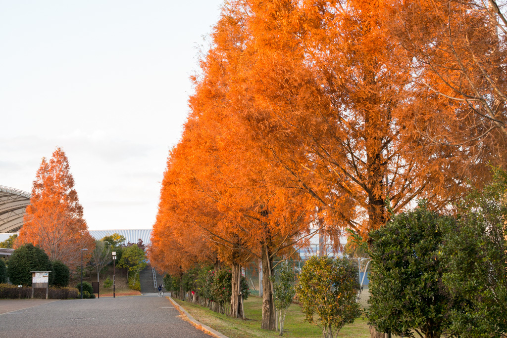 柏の葉公園_d0161322_22504650.jpg