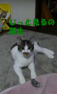 e0142430_17263934.jpg