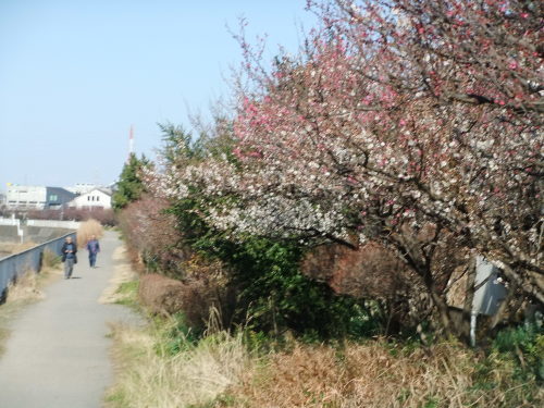 梅満開..春の小川_b0137932_10472097.jpg