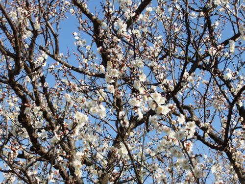 梅満開..春の小川_b0137932_10480507.jpg
