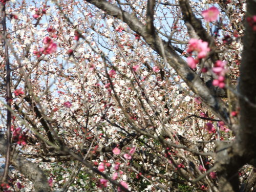 梅満開..春の小川_b0137932_10490276.jpg