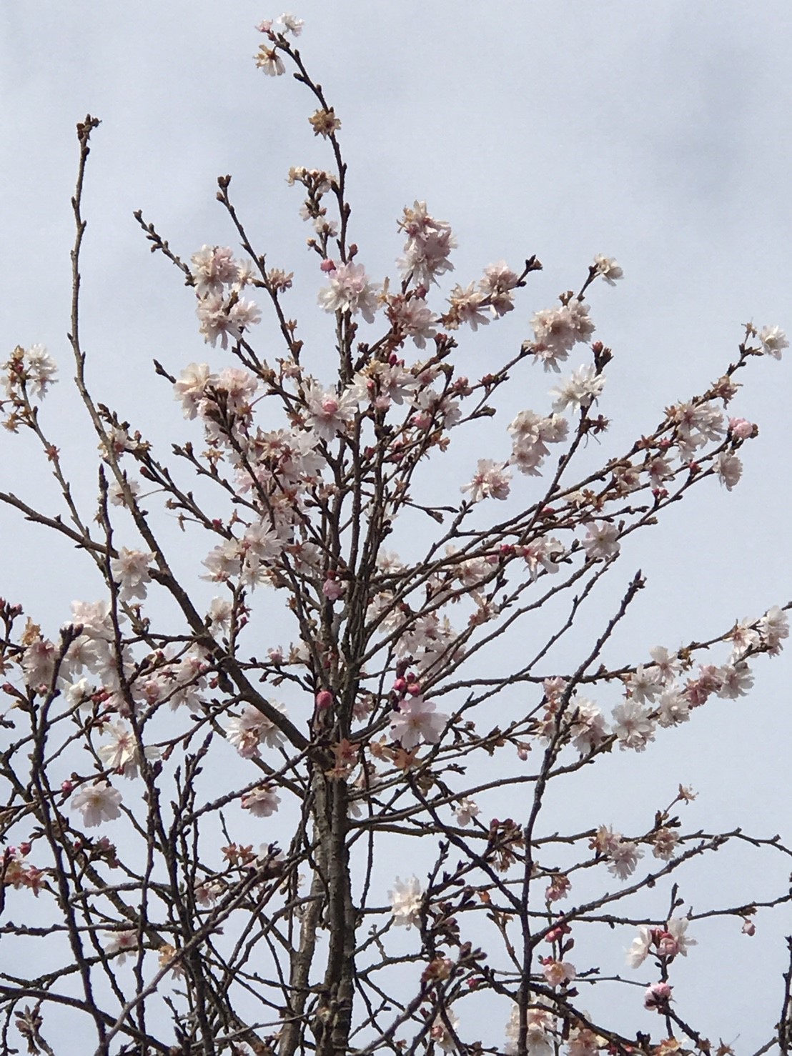初詣・・・・・行ってきました。。。_f0065444_1145382.jpg