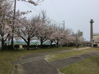 2016年　つざわ桜まつり_c0208355_13102598.jpg