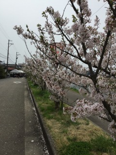 2016年　つざわ桜まつり_c0208355_13104270.jpg