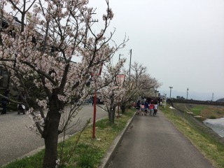 2016年　つざわ桜まつり_c0208355_13105612.jpg