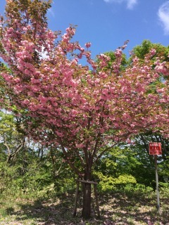 2016年　倶利迦羅さん八重桜まつり_c0208355_13493314.jpg