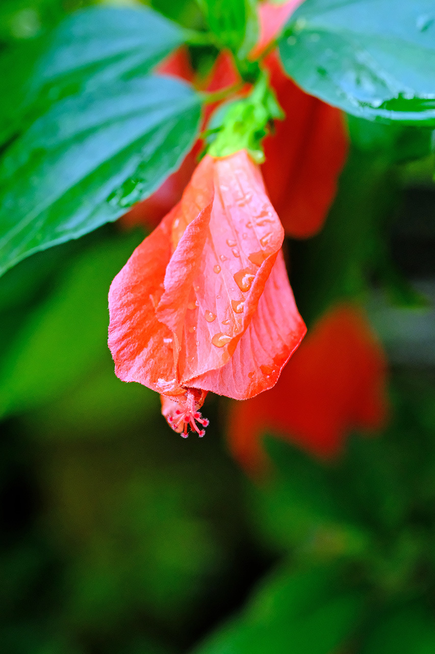 花（新潟県立植物園）_e0096372_14052563.jpg