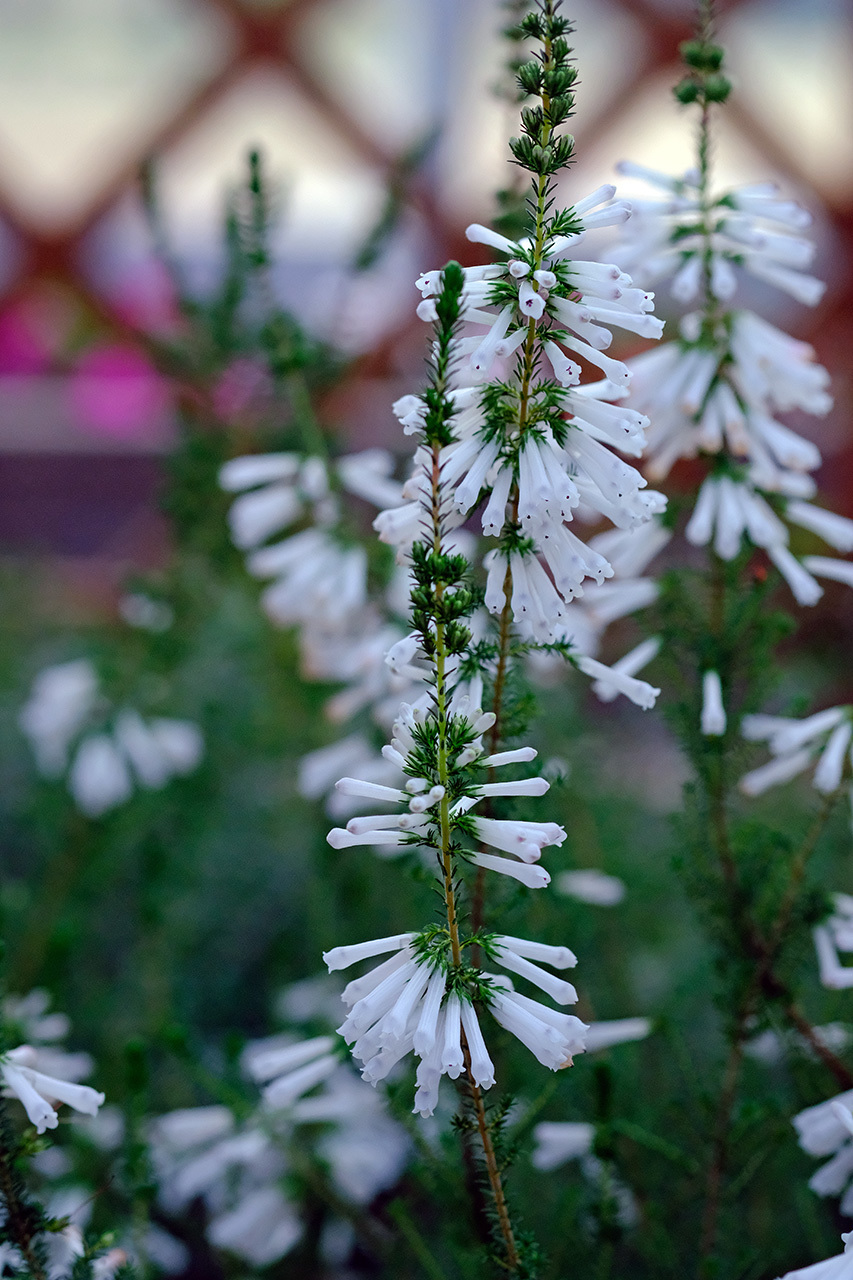 花（新潟県立植物園）_e0096372_14074398.jpg