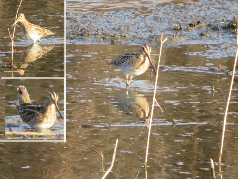 野鳥を見に公園散歩_d0126473_21103822.jpg