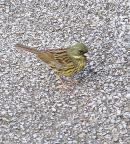 野鳥を見に公園散歩_d0126473_21130501.jpg