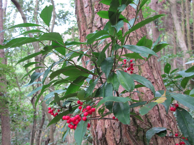 a0166196_1132475.jpg