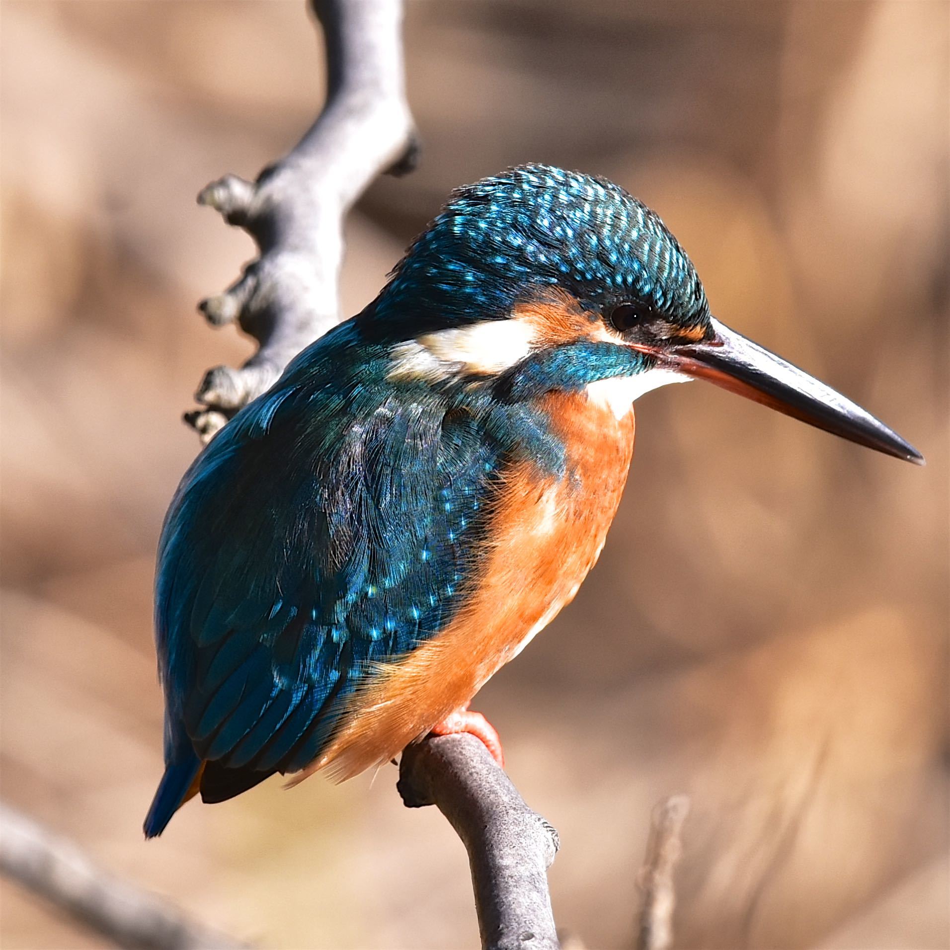 Af S Nikkor 300mm F 4e Pf Ed Vr 試し鳥 Works In The Shell Annex まったり