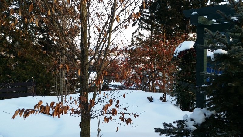 c0320302_17563566.jpg
