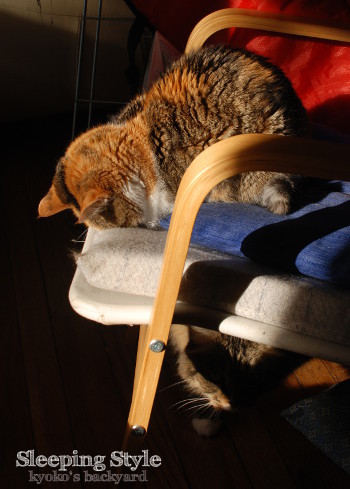Sandyのごめん寝 (動物・ペット部門)_b0253205_10245009.jpg