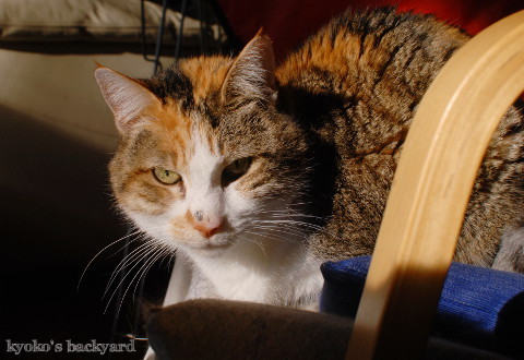 Sandyのごめん寝 (動物・ペット部門)_b0253205_10253209.jpg