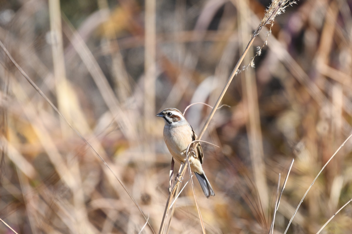 身近な野鳥_b0367008_13163685.jpg