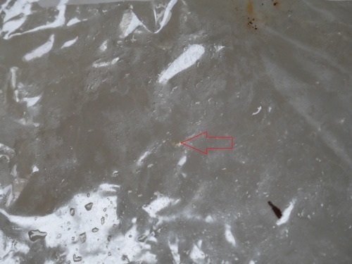 c0337613_10094459.jpg