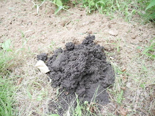 c0337613_10151683.jpg