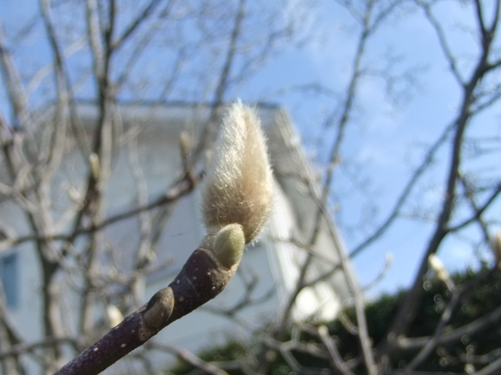 梅満開..春の小川_b0137932_14090019.jpg