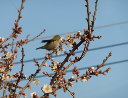 梅満開..春の小川_b0137932_16403595.jpg