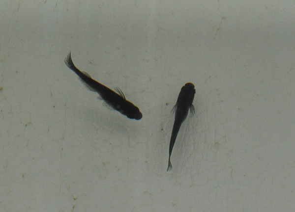 e0097534_16531354.jpg
