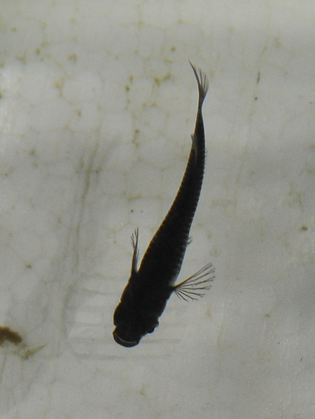 e0097534_176834.jpg