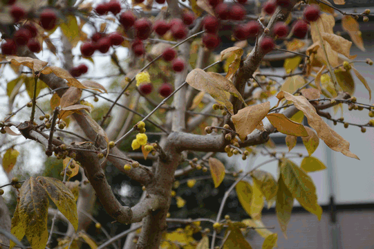 c0136736_13374734.gif