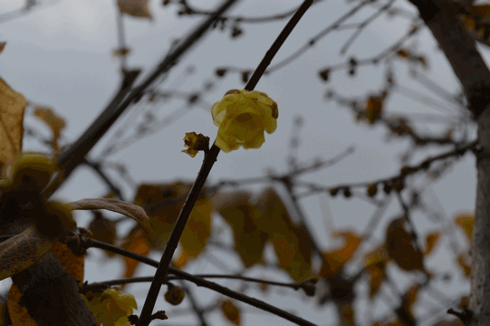 c0136736_13375340.gif