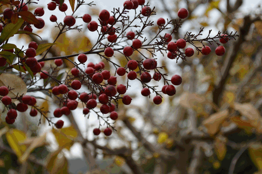 c0136736_13380016.gif