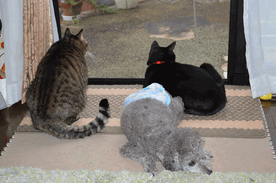 c0136736_13413741.gif