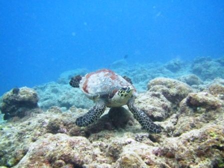 a0189838_22473411.jpg
