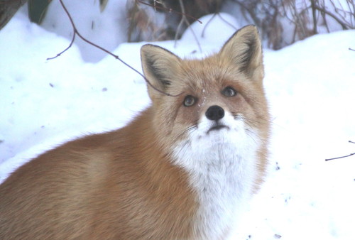 キツネに騙されそう 1月7日_f0113639_1825421.jpg