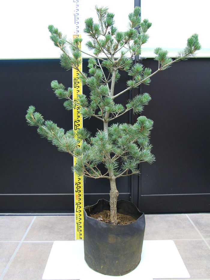 根巻き済み 五葉松 即納対応可能 仕立物 植木 庭木 造形 公園 庭園