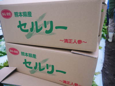 令和5年の熊本セロリ「清正人参」ラストチャンス!今期の出荷は1月27日まで!数量限定!お急ぎ下さい!_a0254656_18331972.jpg