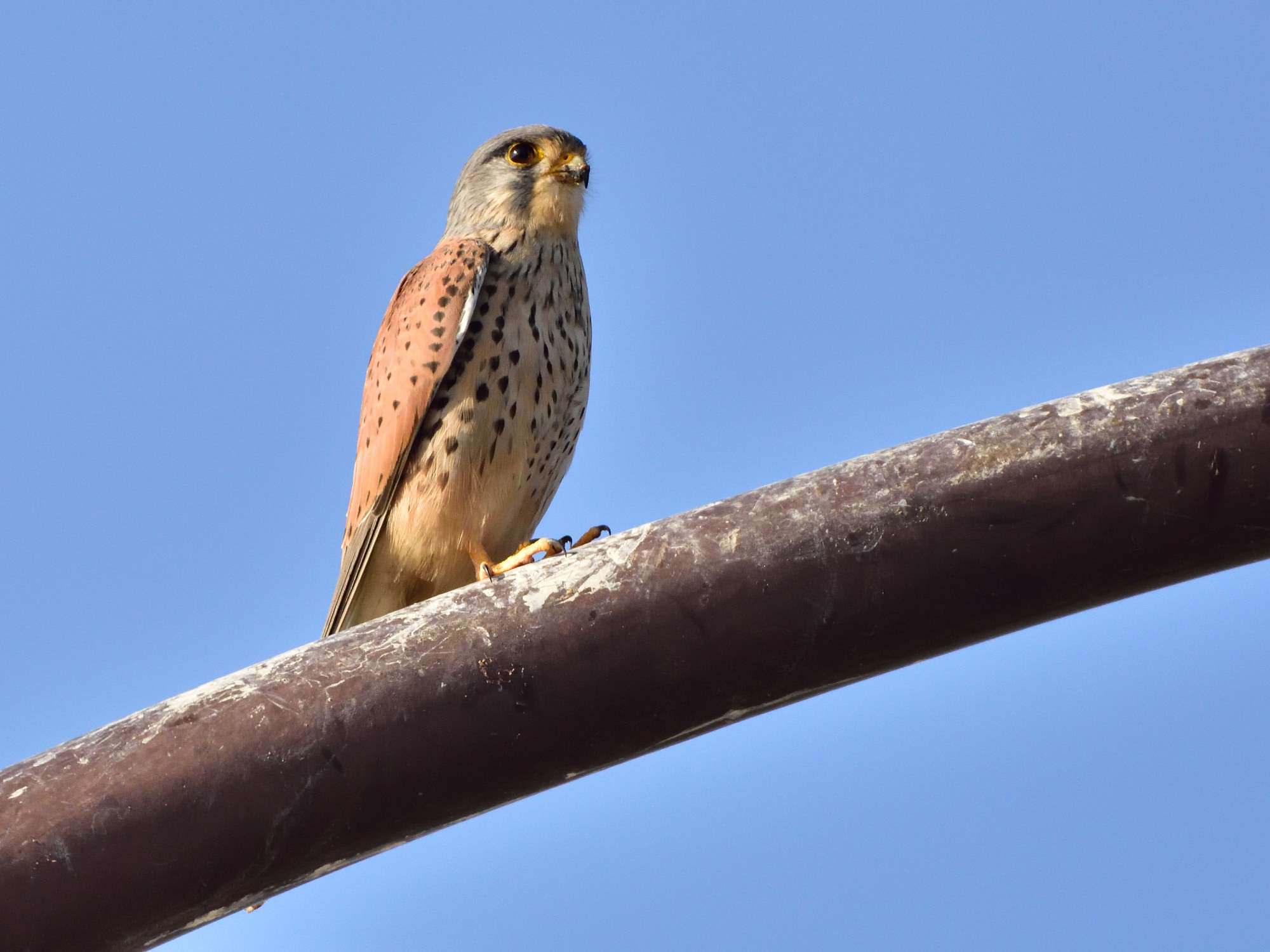 チョウゲンボウ（長元坊）/Common Kestrel_f0365975_22310377.jpg