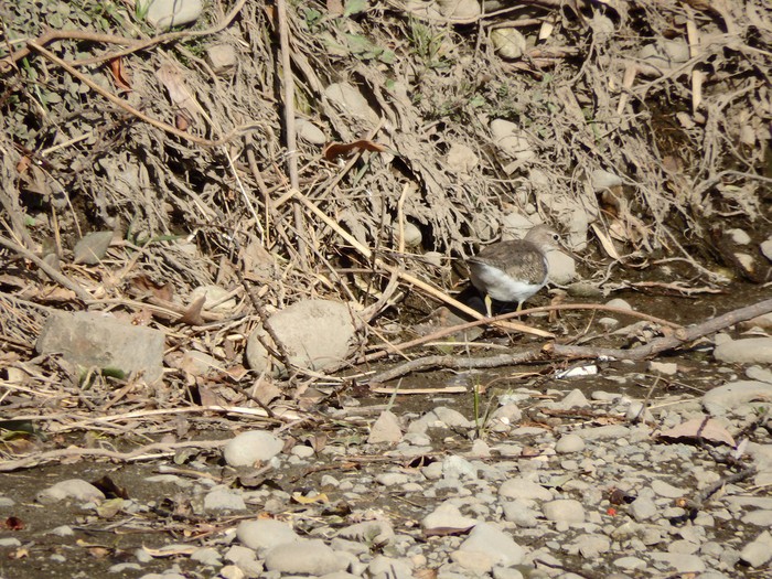 『自然共生研究センターと木曽川水園の風景と鳥達』_d0054276_20482267.jpg