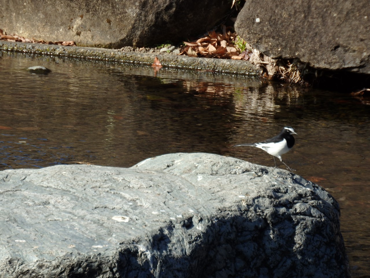 『自然共生研究センターと木曽川水園の風景と鳥達』_d0054276_20493748.jpg