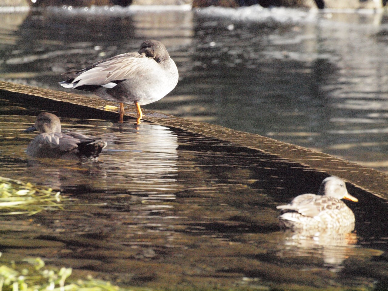 『自然共生研究センターと木曽川水園の風景と鳥達』_d0054276_20515425.jpg