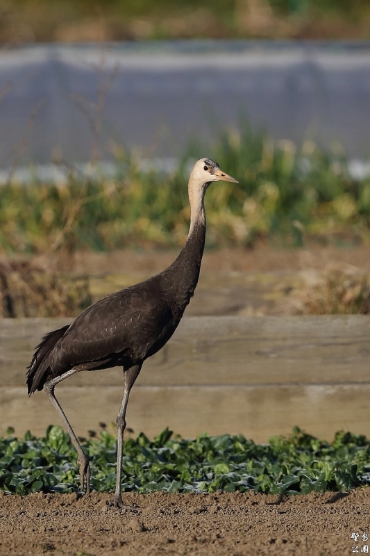 ナベヅルの幼鳥_c0352582_22444593.jpg