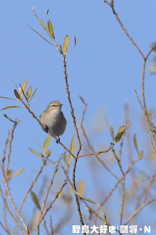 チフチャフ 野鳥大好き 闘将 ｎ