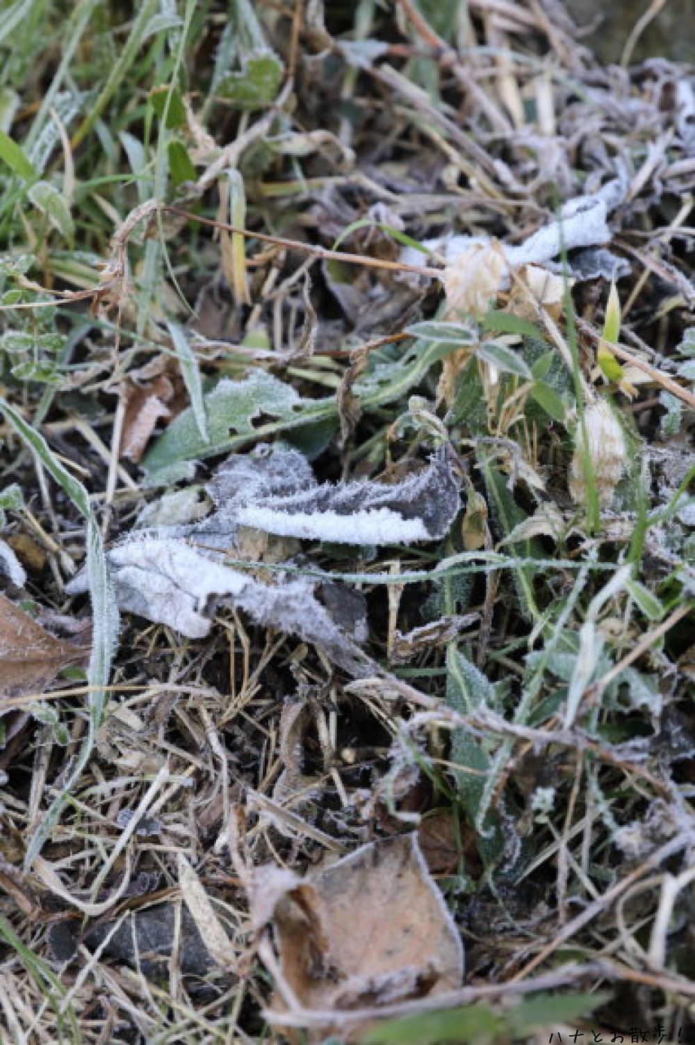 b0275998_13435298.jpg