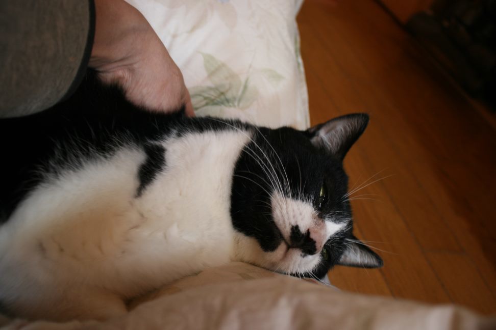 ぶーたんは犬が好きと言うよりも_f0242002_13384469.jpg